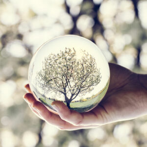 A Tree Reflection In A Glass Ball Held By A Woman Ex7f6th