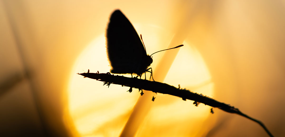 Silhouette Of Butterfly In Sunset Kgajqbl
